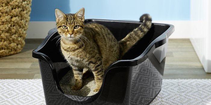 cat stands inside the litterbox