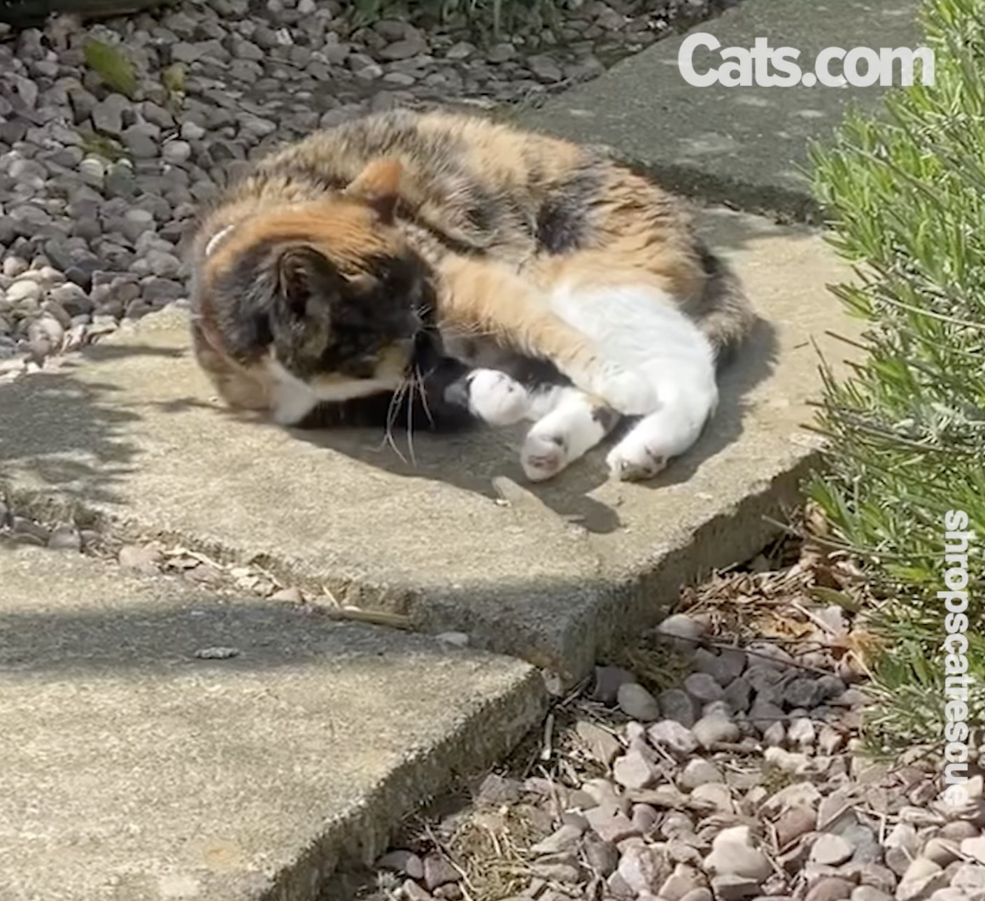 A senior villager gets some sun at Moggie’s Mansion