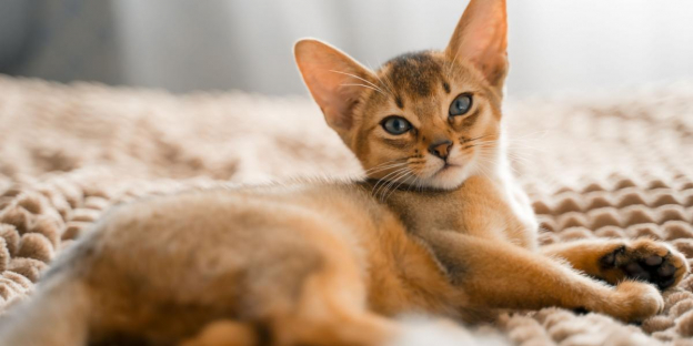 100 Popular Abyssinian Cat Names