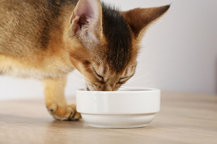 Featured images of Abyssinian cats eating