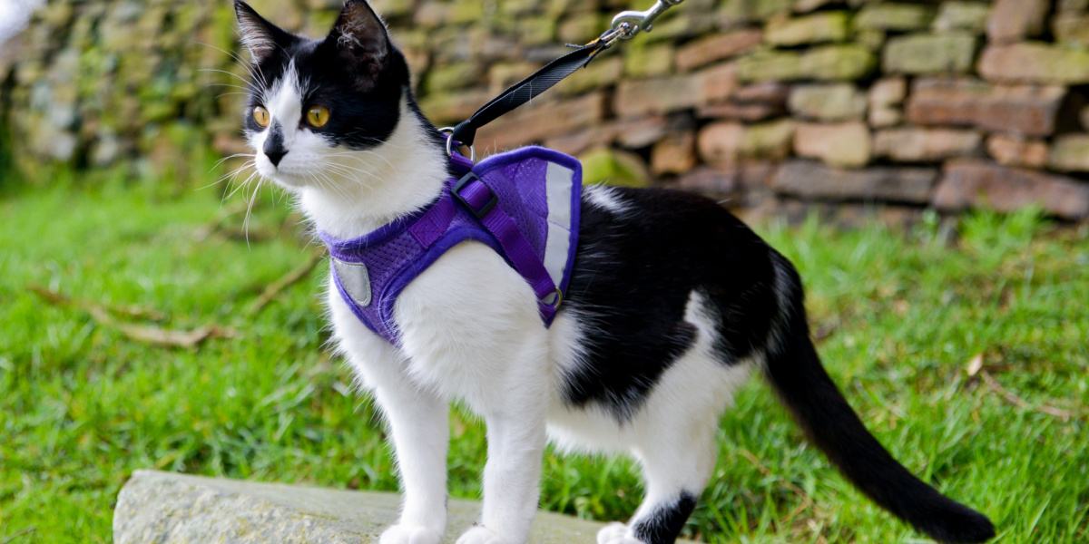 Adorable black and white cat in a harness