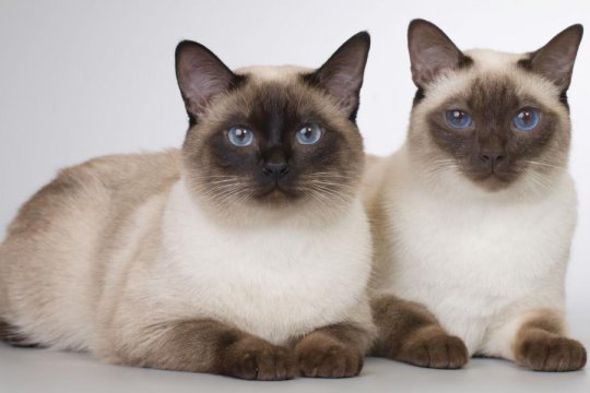 Thai Cat (Old-Style Siamese)