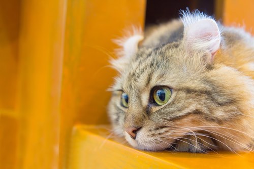 Photograph of an American Curl cat with a distinctively unique appearance.