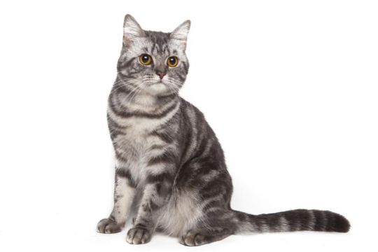 American Shorthair