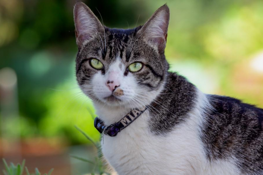 American Wirehair