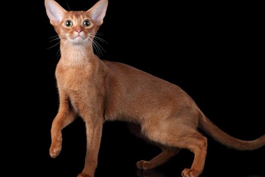 Abyssinian