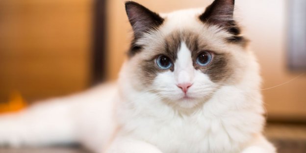 160 Best Ragdoll Cat Names