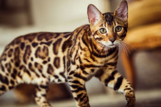 Bengal