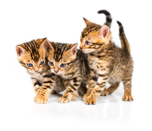 200 Most Popular Bengal Cat Names