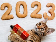 10 Best Cat Products We Loved in 2023