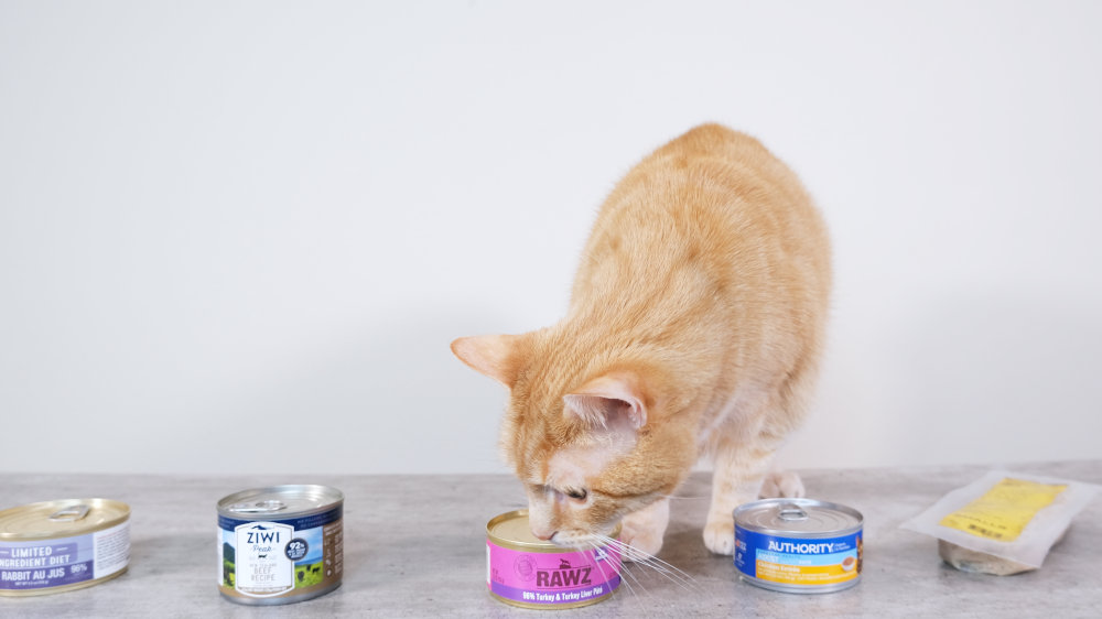 Best Wet Cat Food Feature