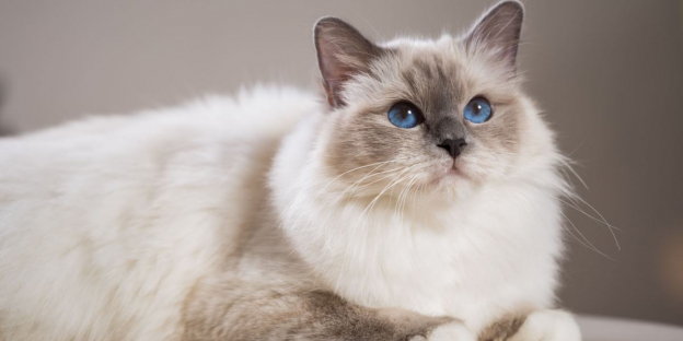 The 100 Best Birman Cat Names