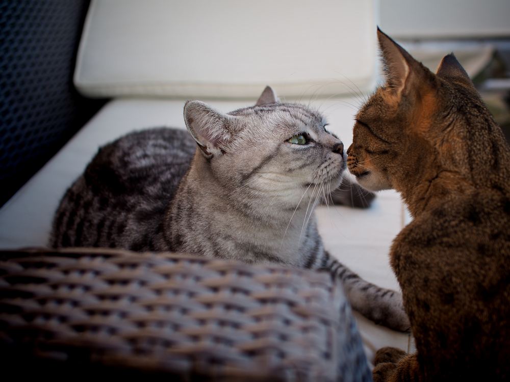 British shorthair and Savannah cat