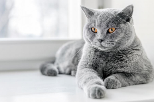 British Shorthair