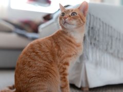 A brown tabby cat with green eyes sitting on a plush carpet, gazing curiously at the camera