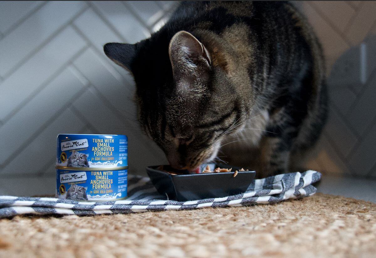 Fussie Cat Food Review Feature