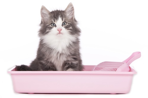 Best Non-Clumping Cat Litter