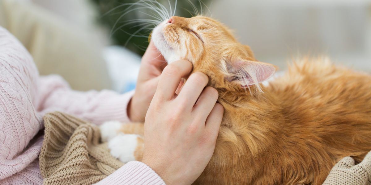 A cat displaying affection and love towards its owner, emphasizing the bond between cats and their human caregivers.