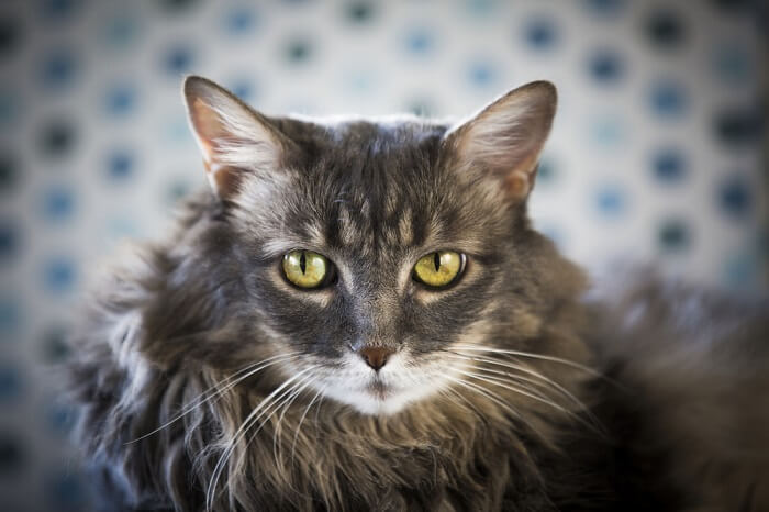 Fluffy grey cat looking at the camera