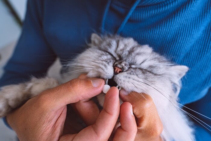 A cat taking medicine, illustrating the process of administering medication to a feline.