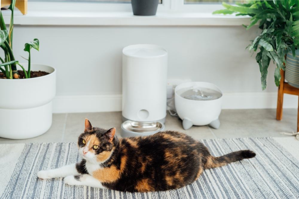 cat waiting for food near smart feeder