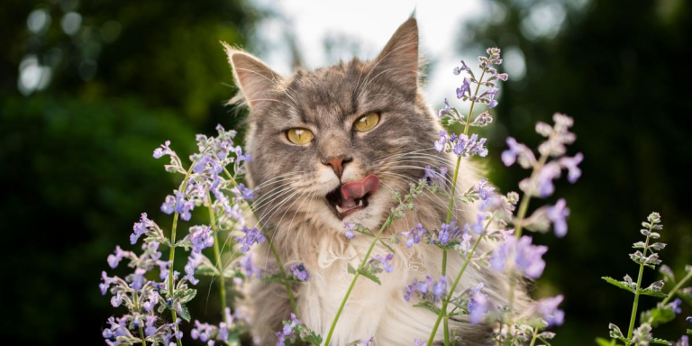 What Is Catnip? Why Cats Like It