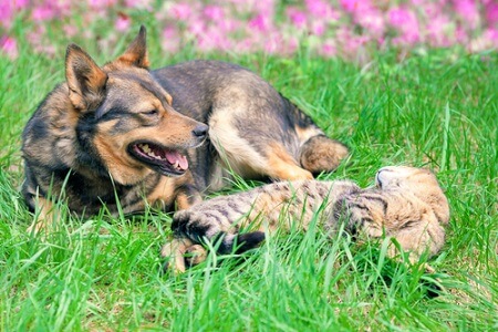 Cats and dogs coexisting.