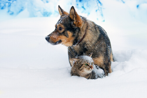 Cats and dogs getting along.