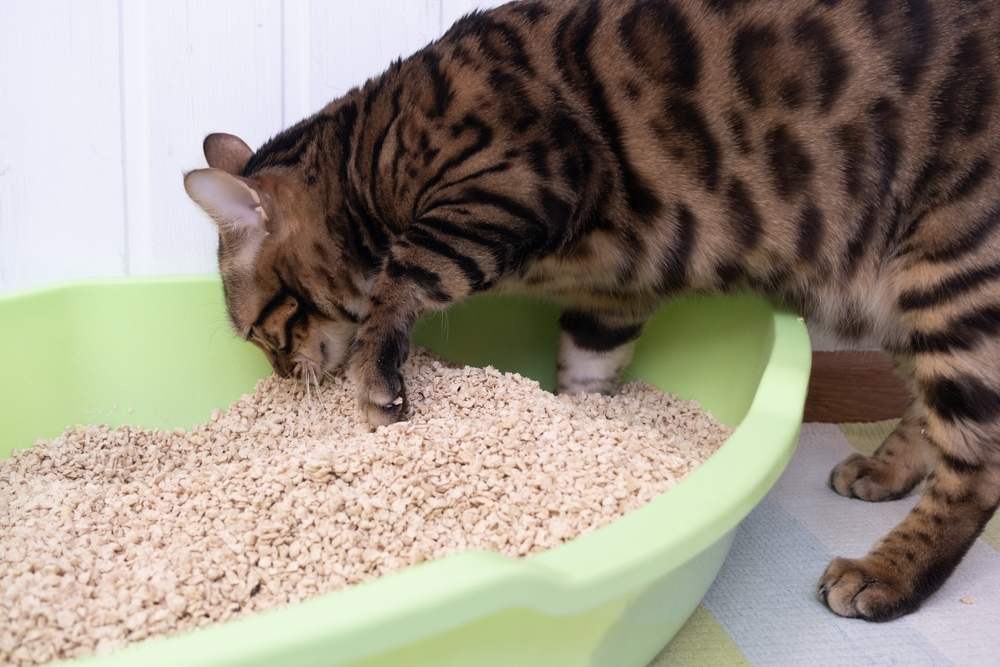 Best Non-Tracking Cat Litter