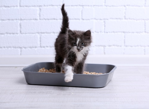 Best Clumping Cat Litter