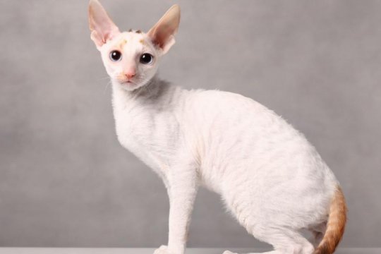 Cornish Rex