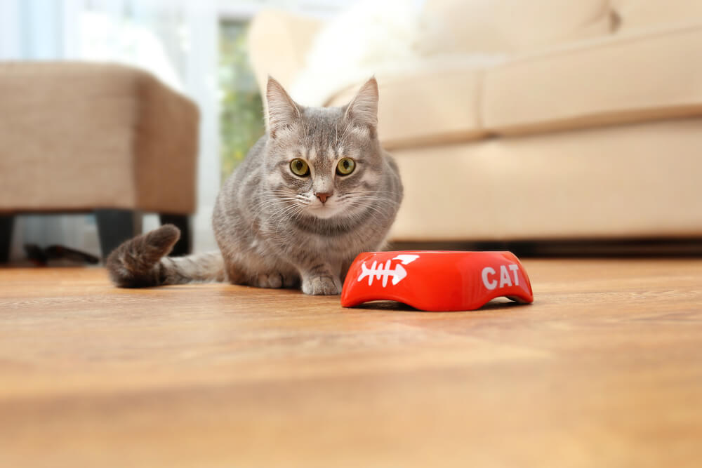 Cute cat eating food at home