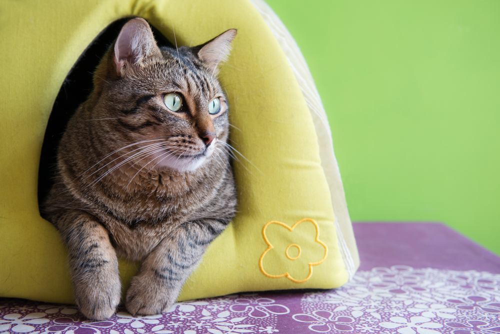 Cute cat in a green igloo house at home 