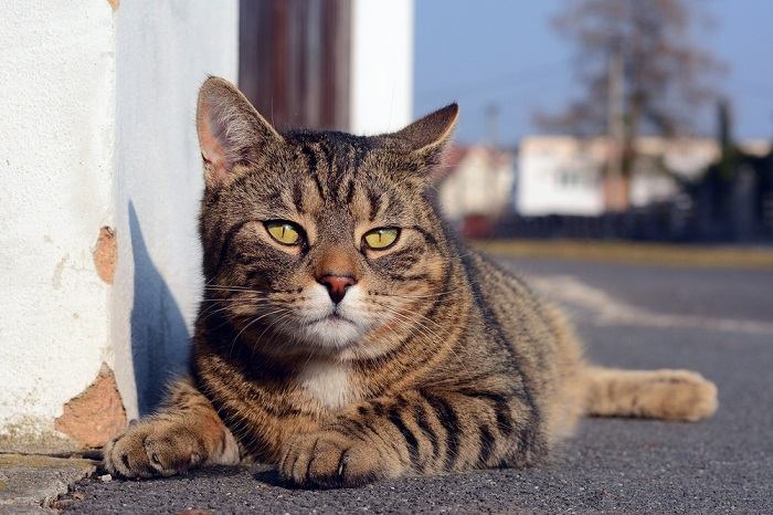 Cute gray cat lying on the street