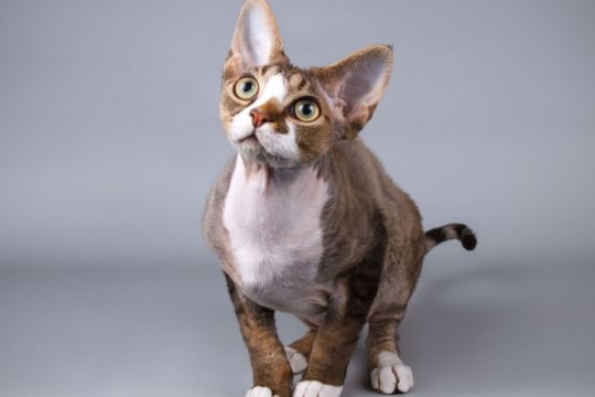 Devon Rex