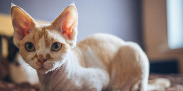 100 Best Devon Rex Cat Names