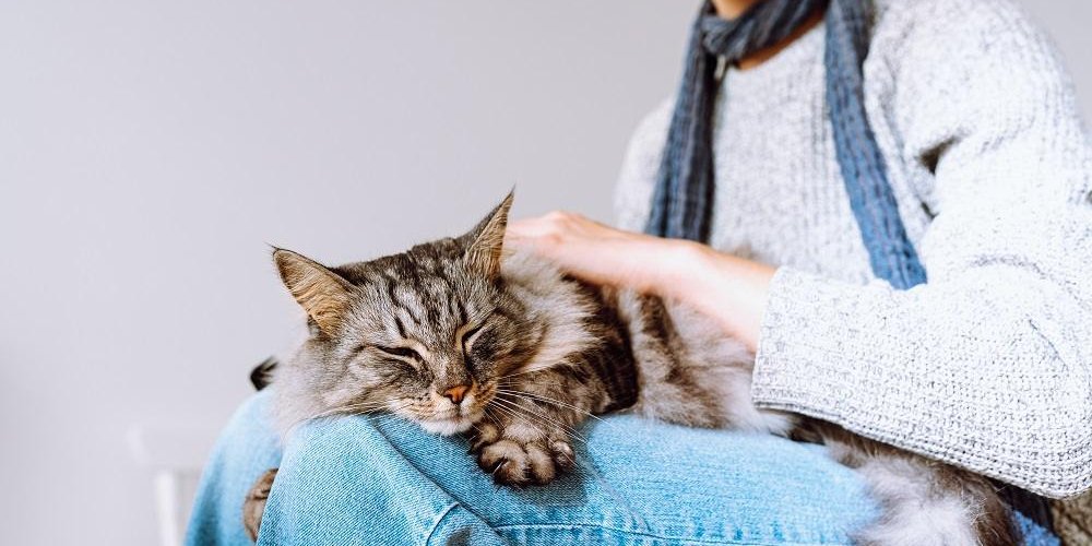 Fluffy tabby cat sleeps on lap of young girl