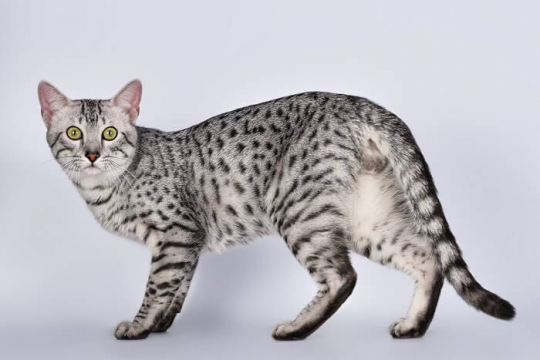 Egyptian Mau