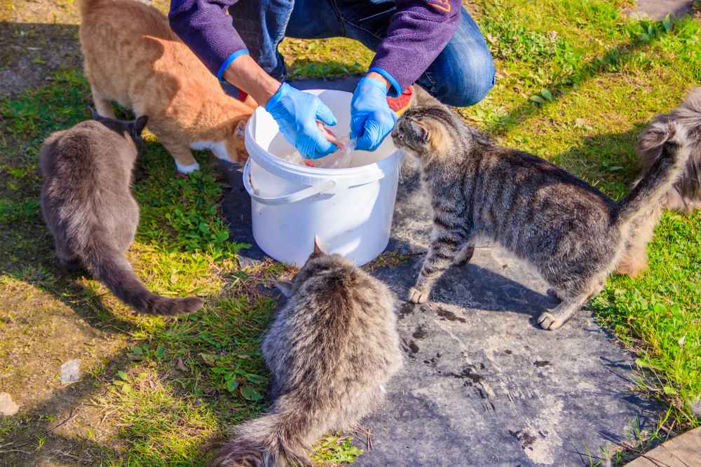 feeding stray cats