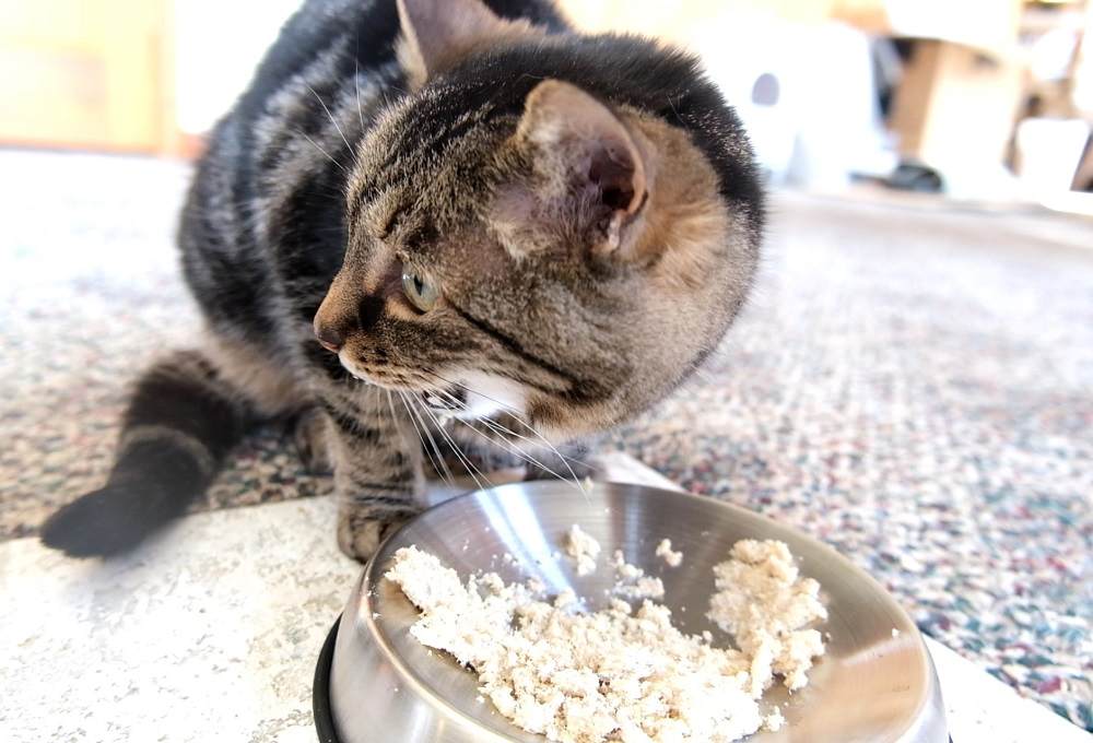 Forest loves Just Food for Cats