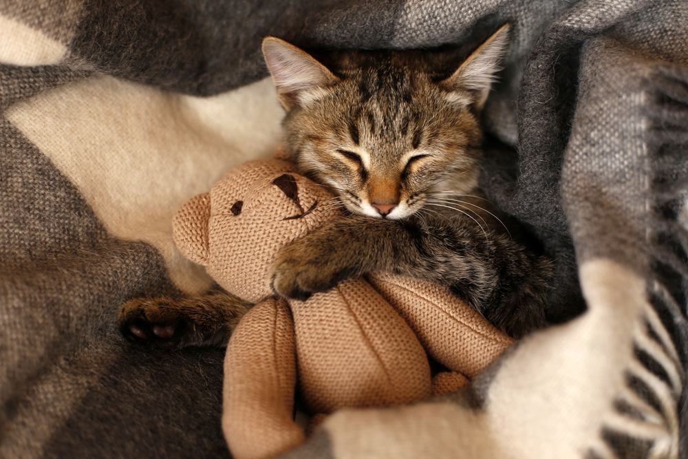 gray kitten sleeping on gray plaid wool blanket embracing knitted toy