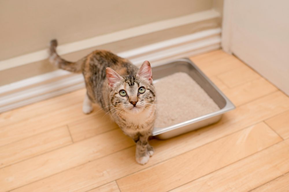 Best Natural Cat Litter