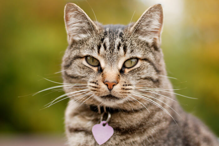 Cat wearing collar and tag