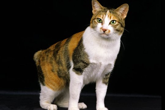 Japanese Bobtail