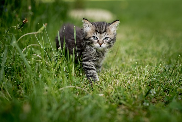 grey kitten