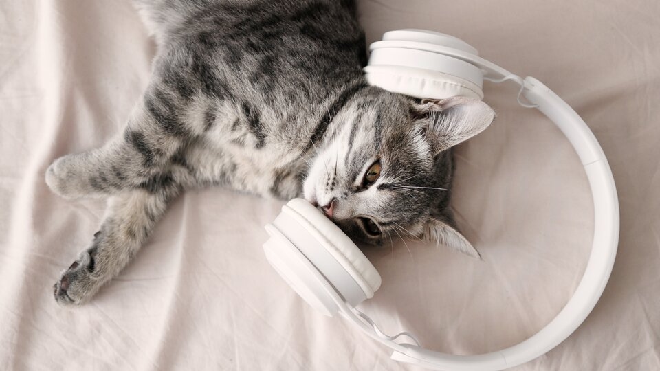 Curious kitten with headphones, exploring its surroundings