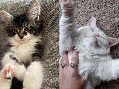 Split view of two cats: Leo, the Maine coon x Norwegian forest cat, on the left, and a fluffy white cat on the right