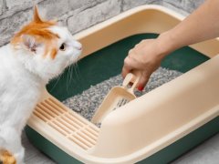 man cleaning cat litter box with dustpan