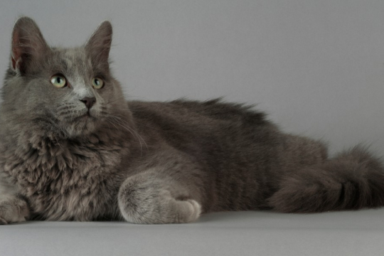 Nebelung