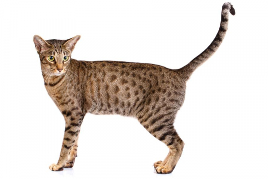 Ocicat